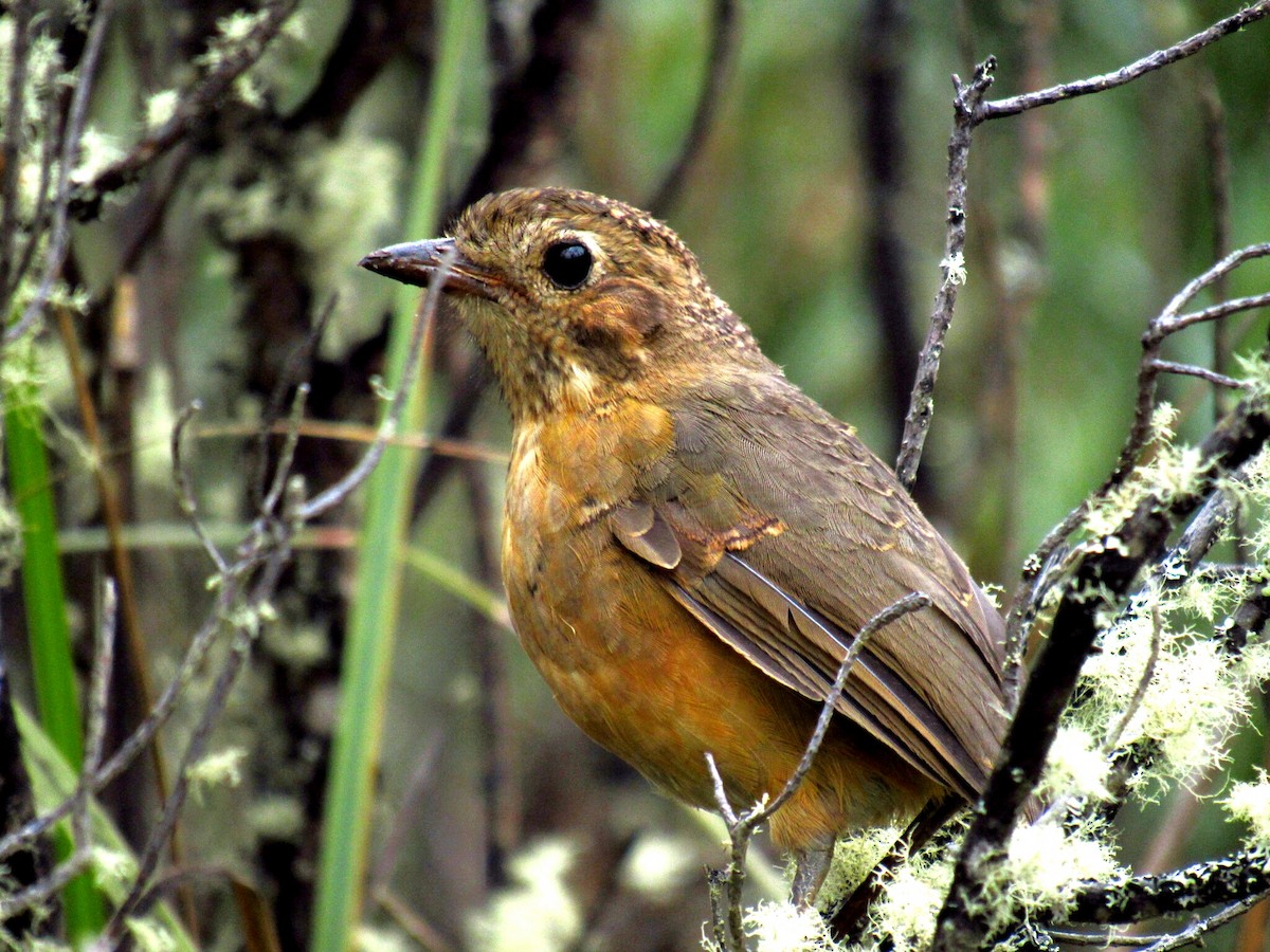 Tawny Antpitta - ML212050711