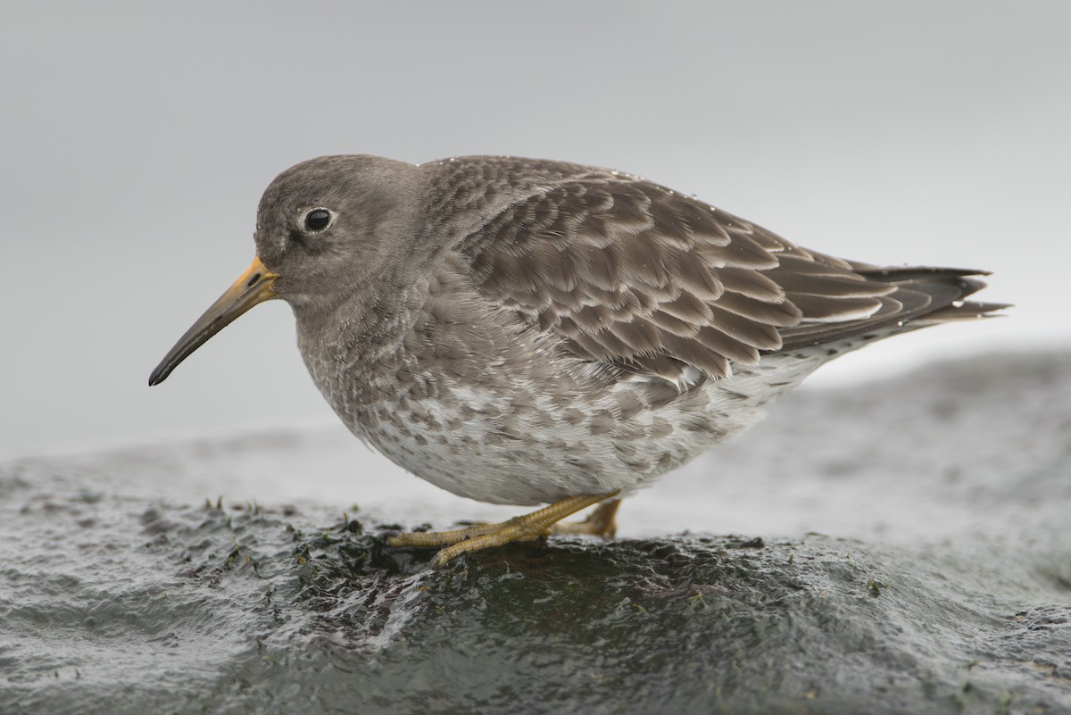 Purple Sandpiper - ML212050861