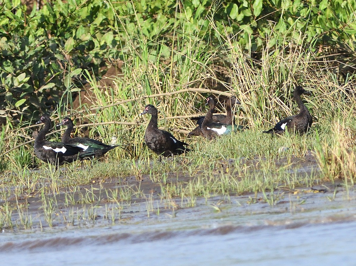 Muscovy Duck - ML212050971