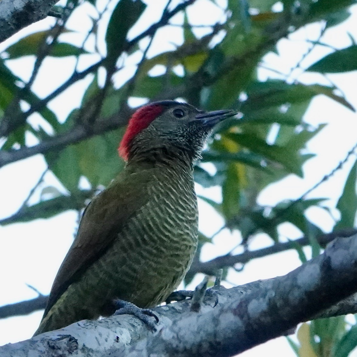 Golden-olive Woodpecker - Vincent Létourneau