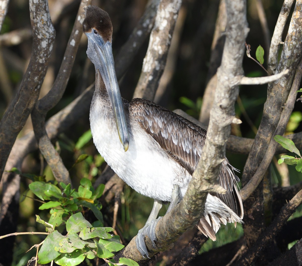 Brown Pelican - ML212052041