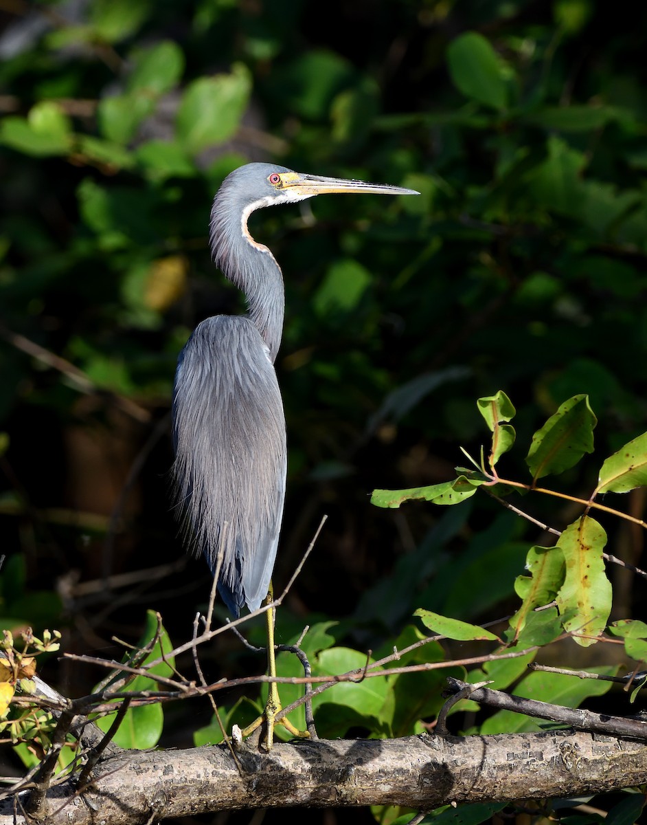 Tricolored Heron - ML212052411