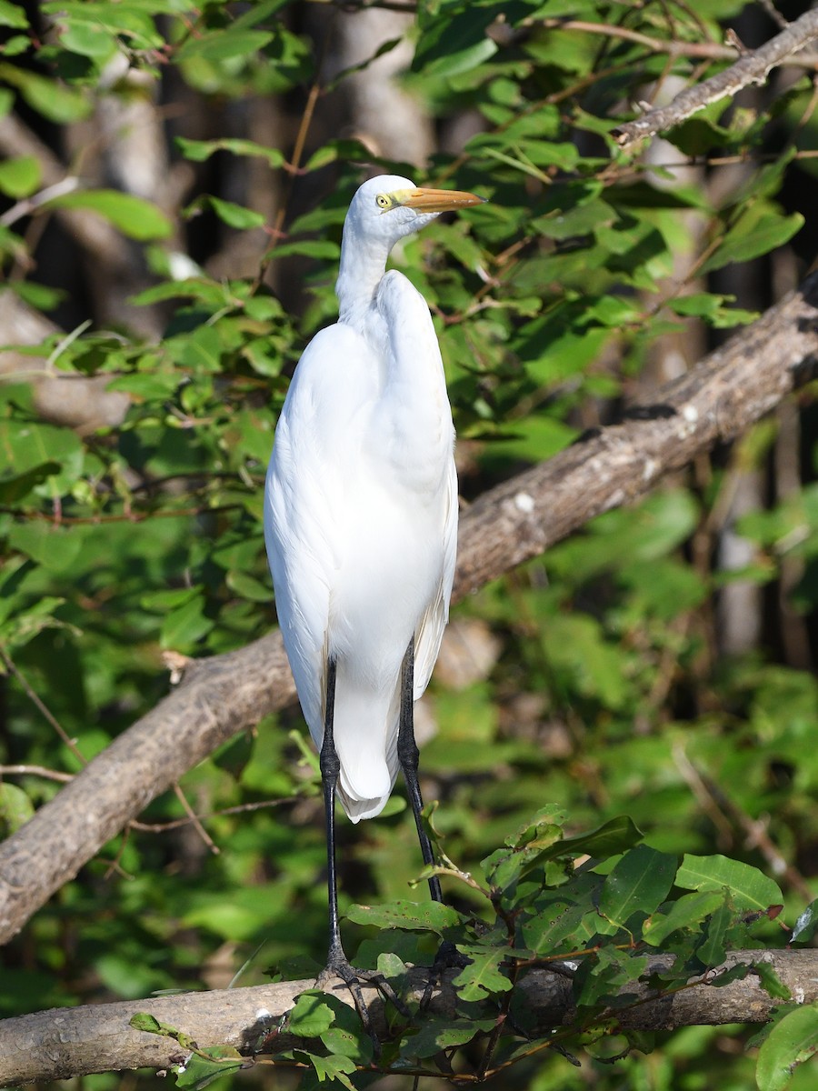 Great Egret - ML212052931