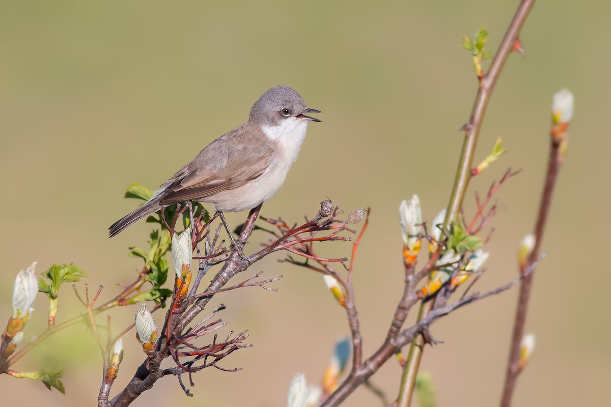 Lesser Whitethroat (curruca/blythi) - Ivan Sjögren