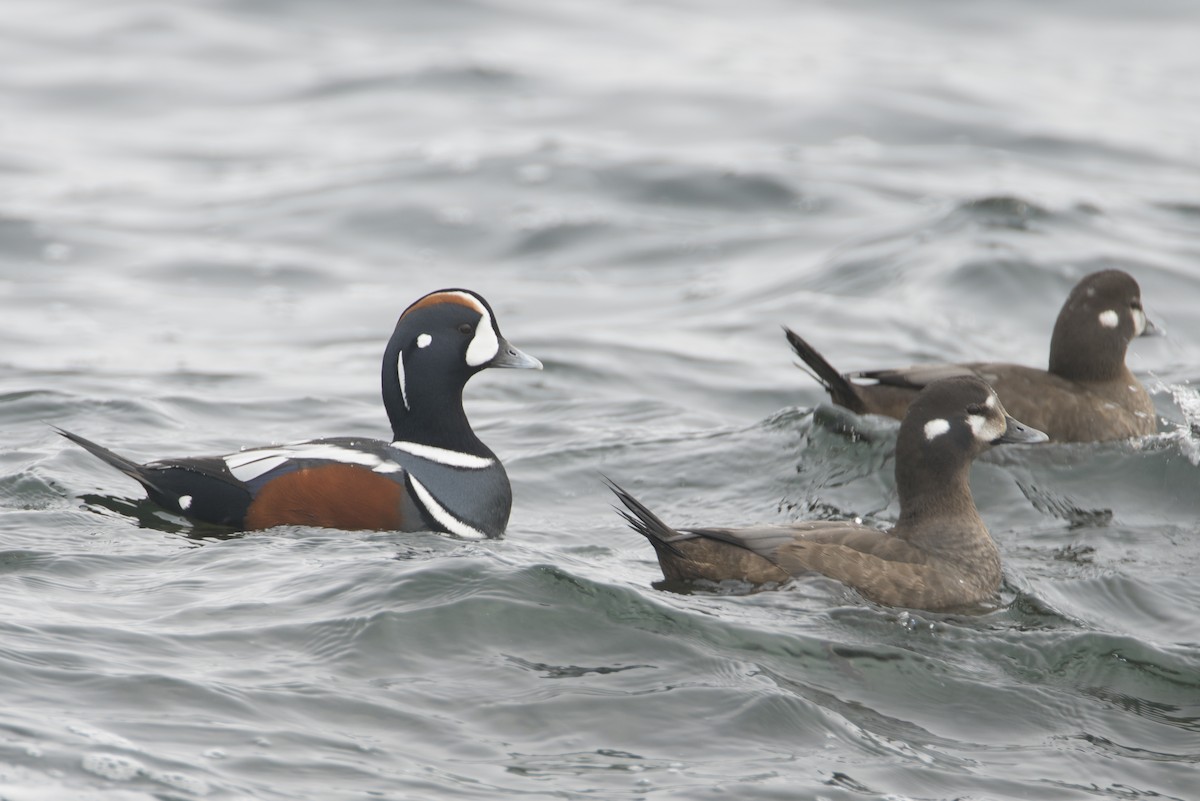 Harlequin Duck - ML212057021