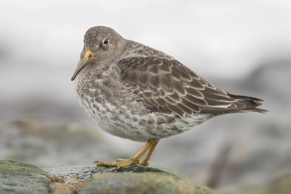 Purple Sandpiper - ML212057311
