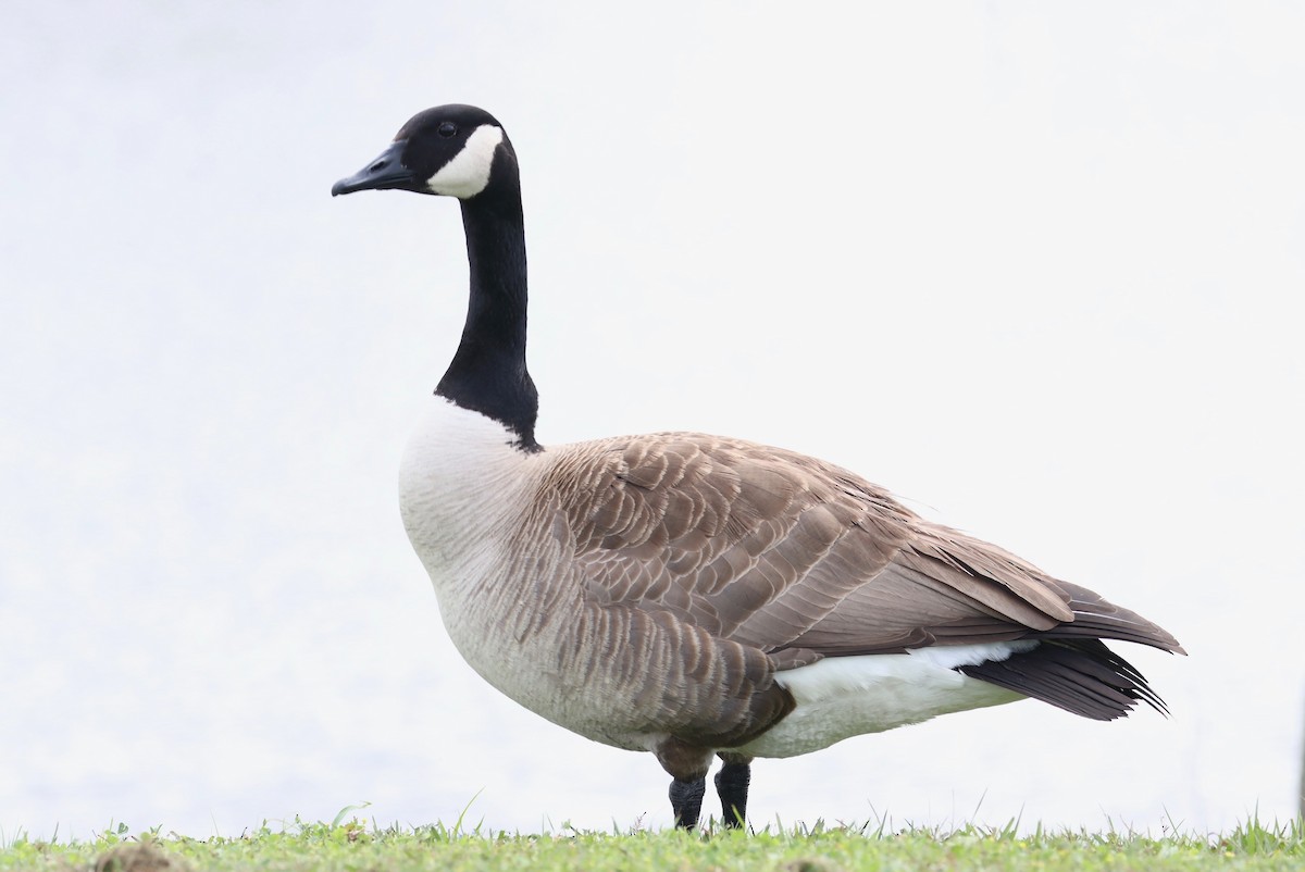 Canada Goose - ML212057451