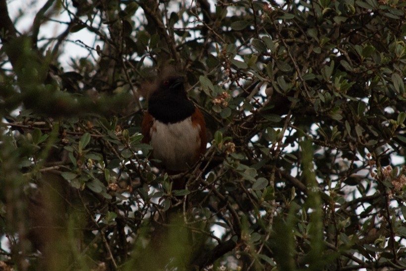 Spotted Towhee - ML212057561