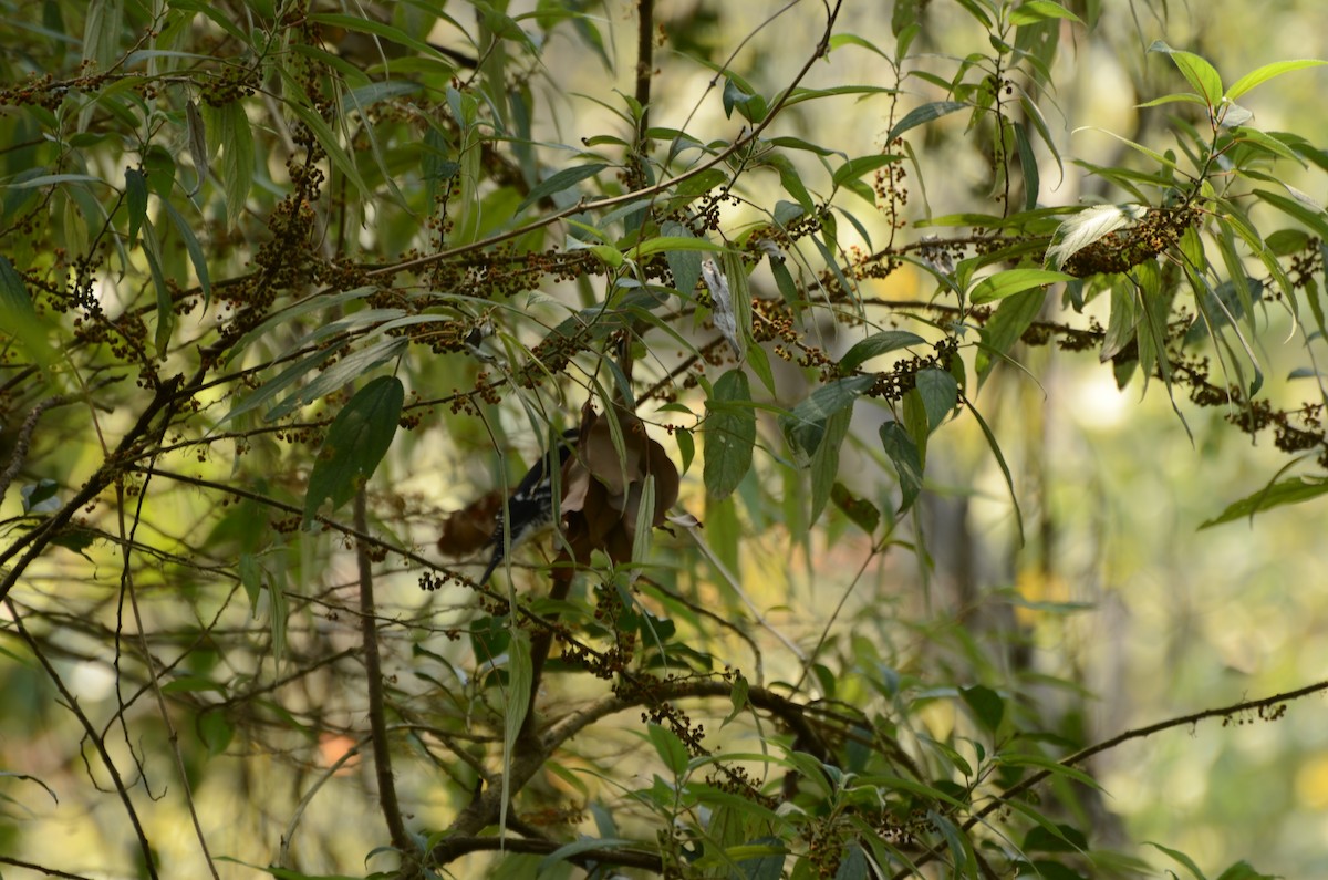 Pied Thrush - ML21205791