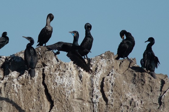 Brandt's Cormorant - ML212058111