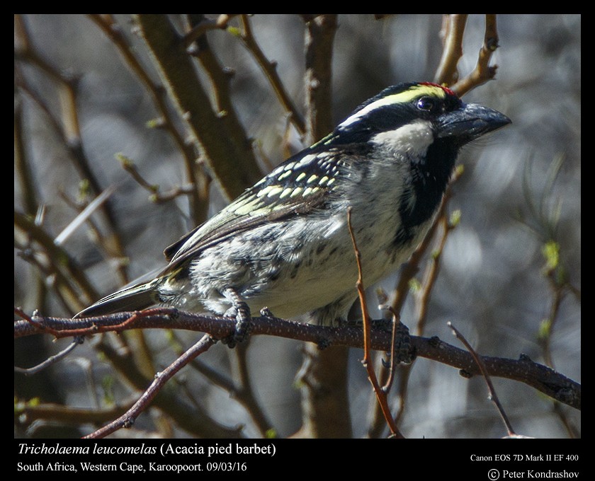Pied Barbet - Peter Kondrashov