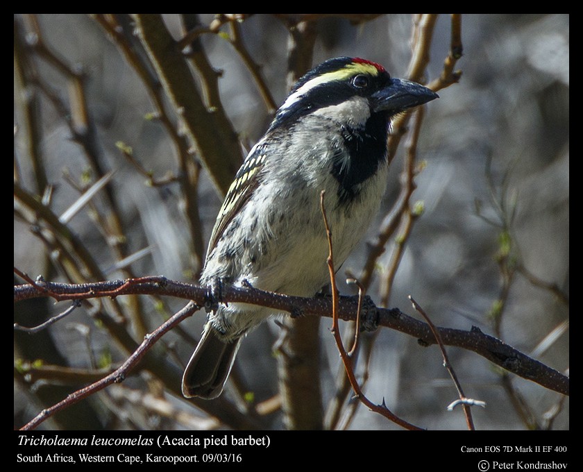 Pied Barbet - Peter Kondrashov