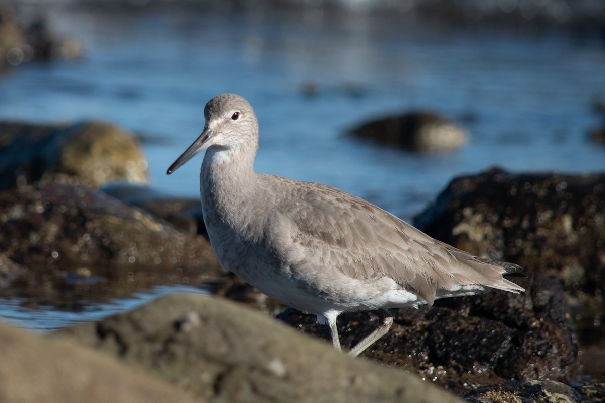 Willet - ML212059761