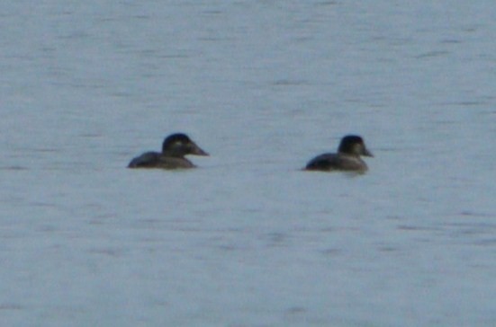 Northern Shoveler - ML21206031