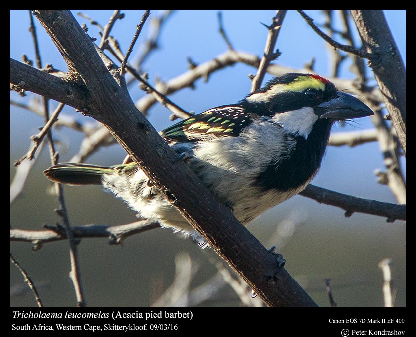 Pied Barbet - ML212061111