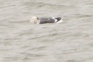 Slaty-backed Gull - ML212061911