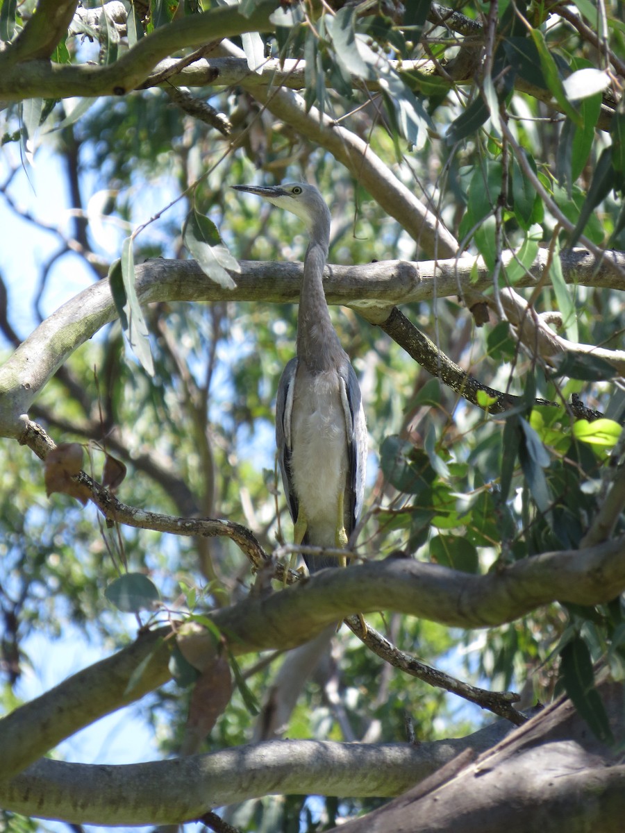 White-faced Heron - ML21206271