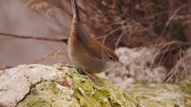 Cetti's Warbler - ML212064111