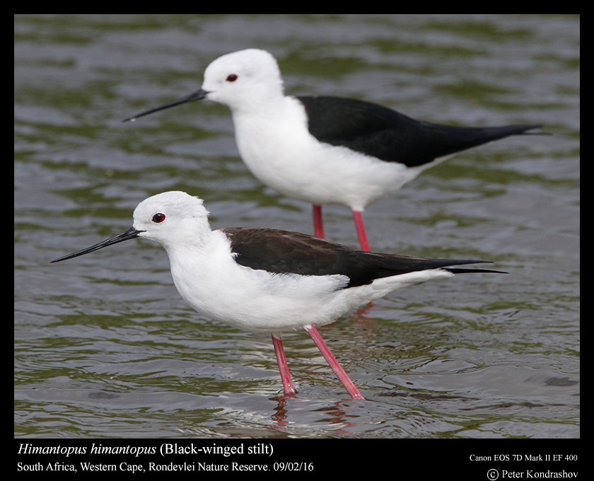 Black-winged Stilt - ML212064451