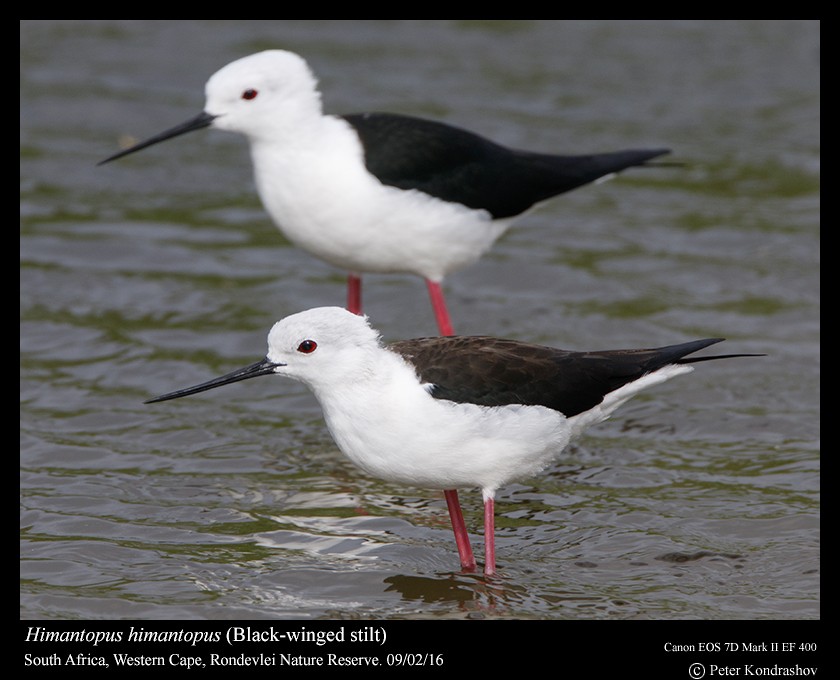 Black-winged Stilt - ML212064461