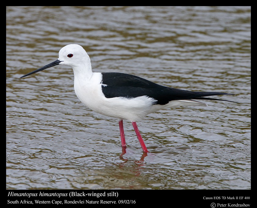 Black-winged Stilt - ML212064471