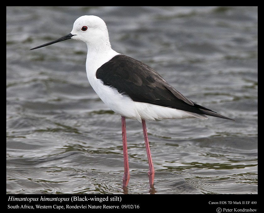 Black-winged Stilt - ML212064481