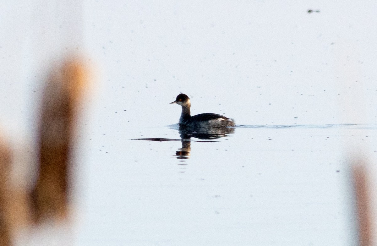 Eared Grebe - Frank Lake Historic Bird Records: Greg Wagner (compiler)