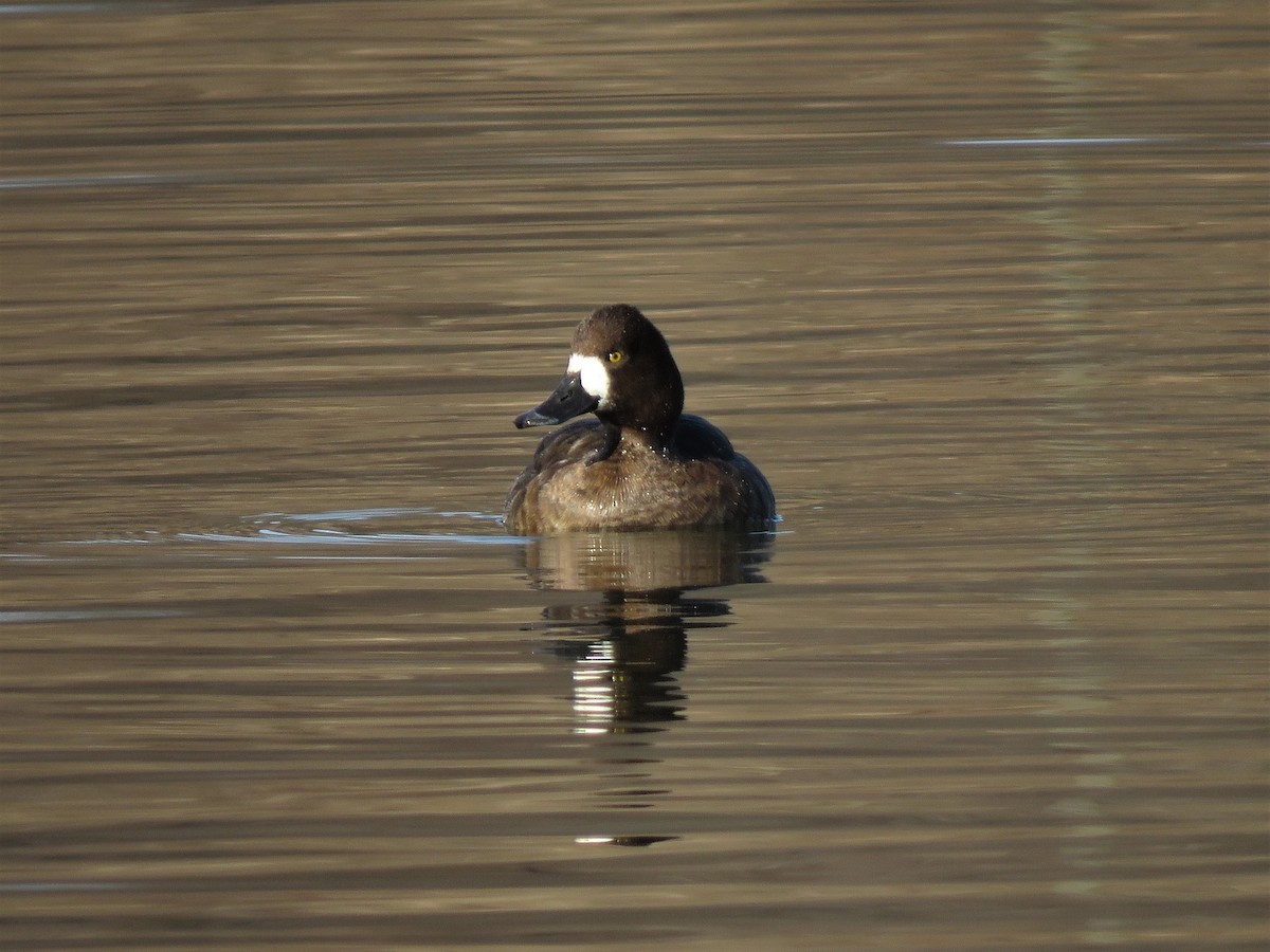 Lesser Scaup - Patricia and Richard Williams