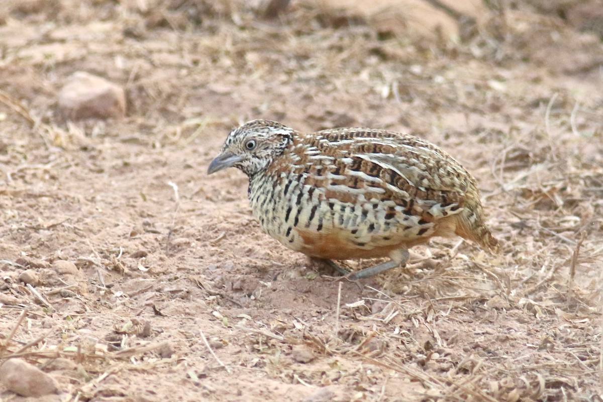 Barred Buttonquail - Gil Ewing