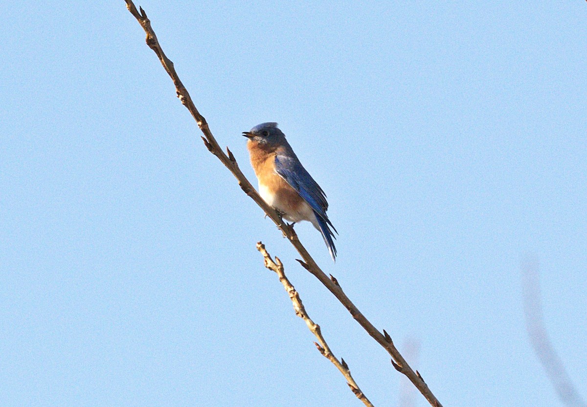 Eastern Bluebird - Fawn Bowden