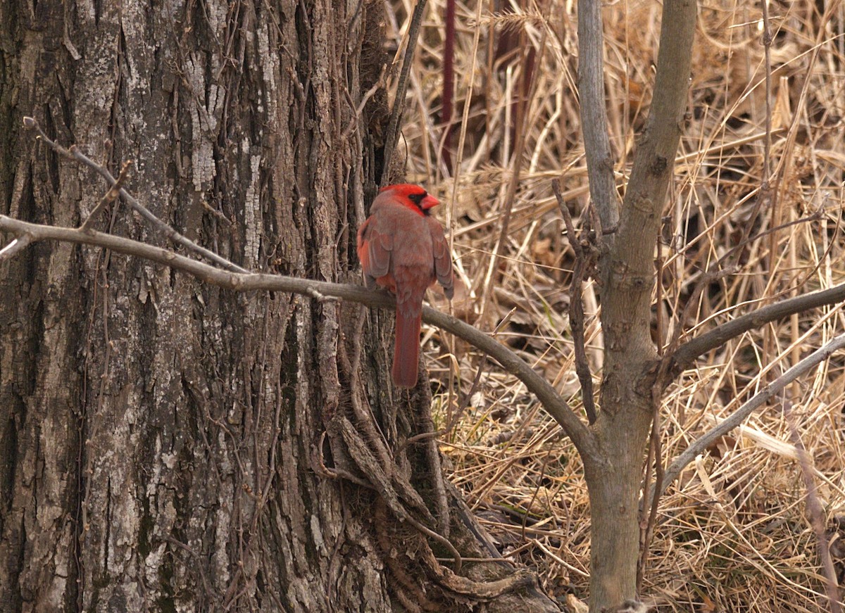 Northern Cardinal - Fawn Bowden