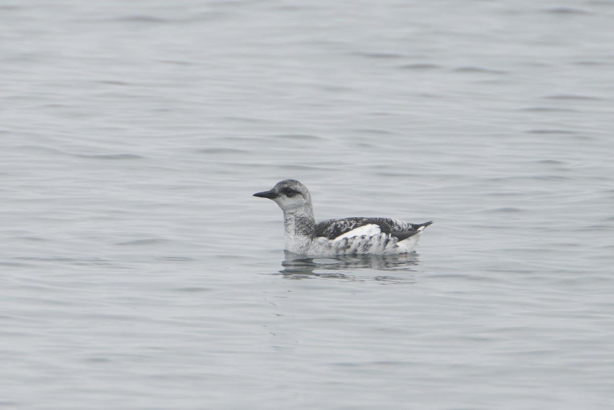 Black Guillemot - ML212067161