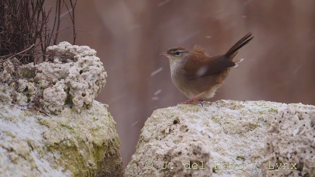 Cetti's Warbler - ML212068091