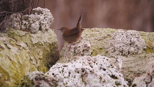 Cetti's Warbler - ML212068891