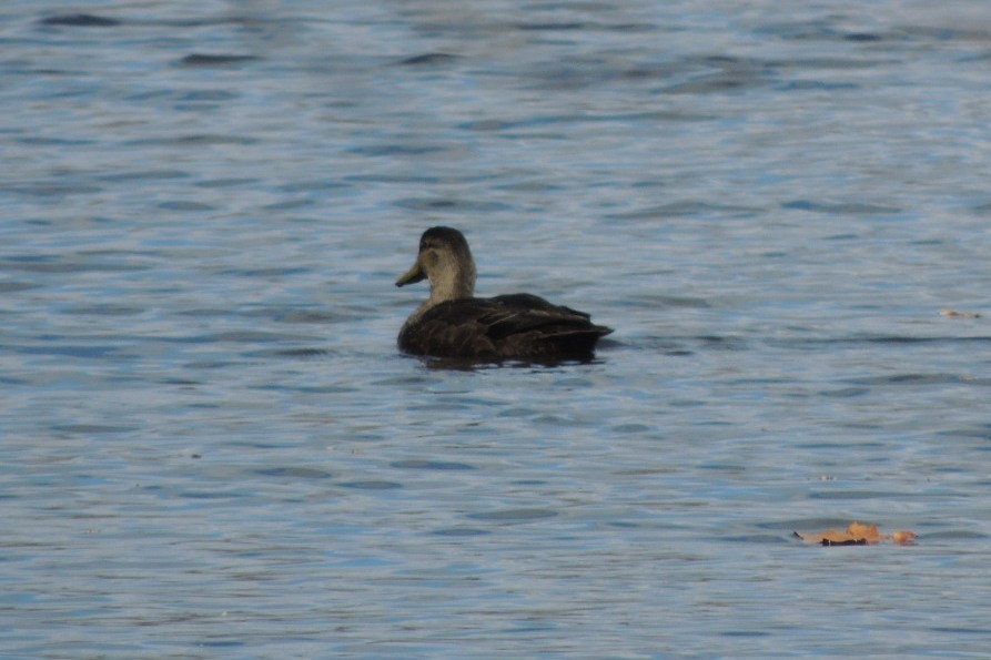 Canard noir - ML212069061