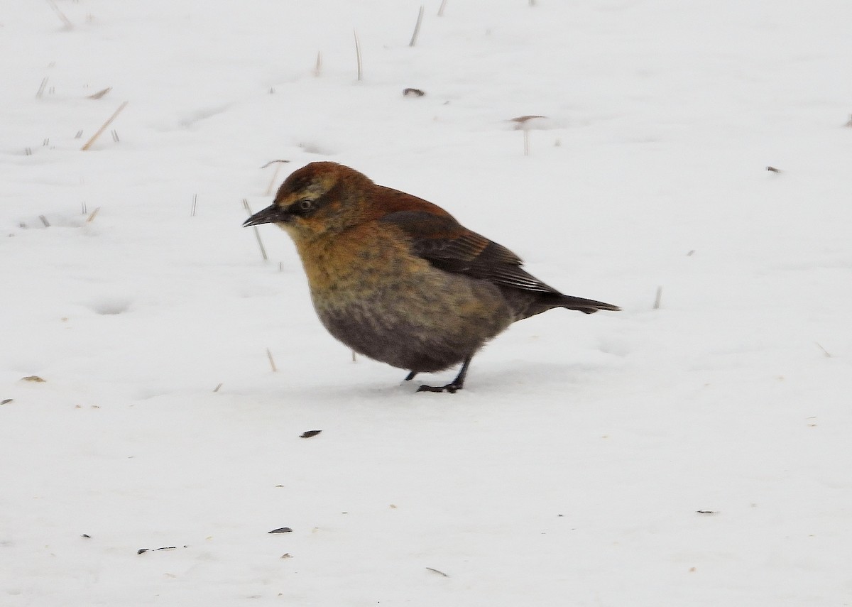 Rusty Blackbird - ML212069531