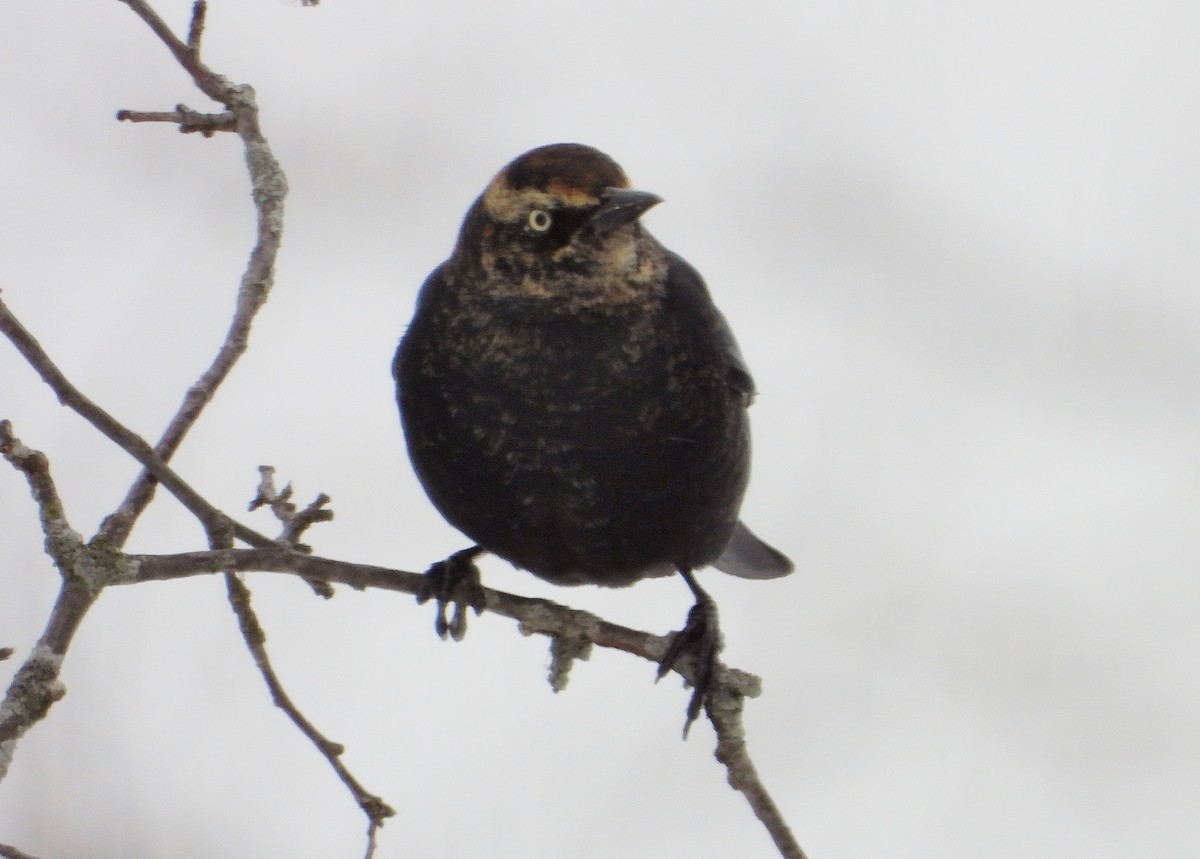 Rusty Blackbird - Laura Marshall