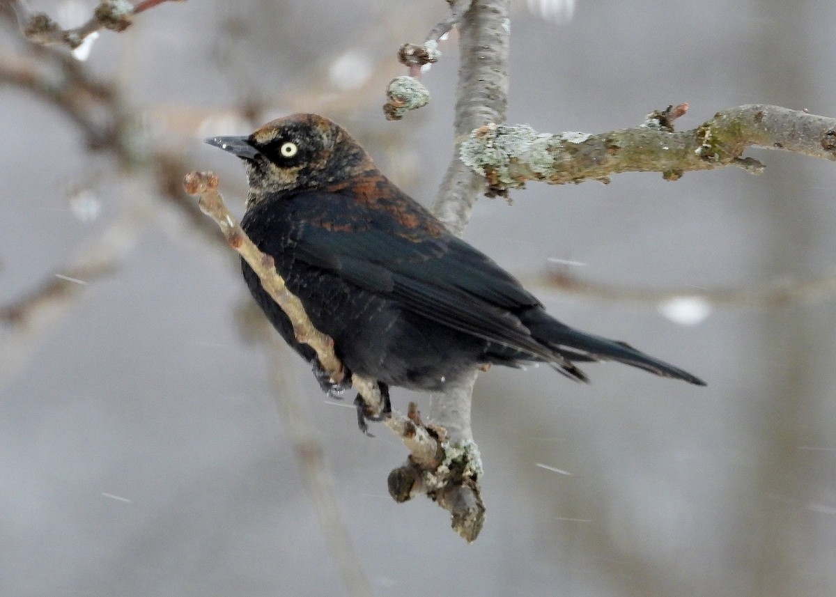 Rusty Blackbird - ML212069551