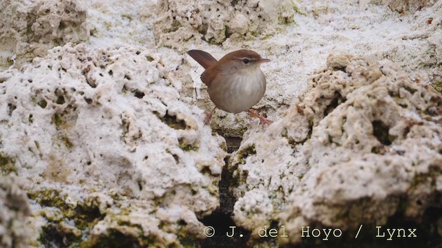 Cetti's Warbler - ML212070021