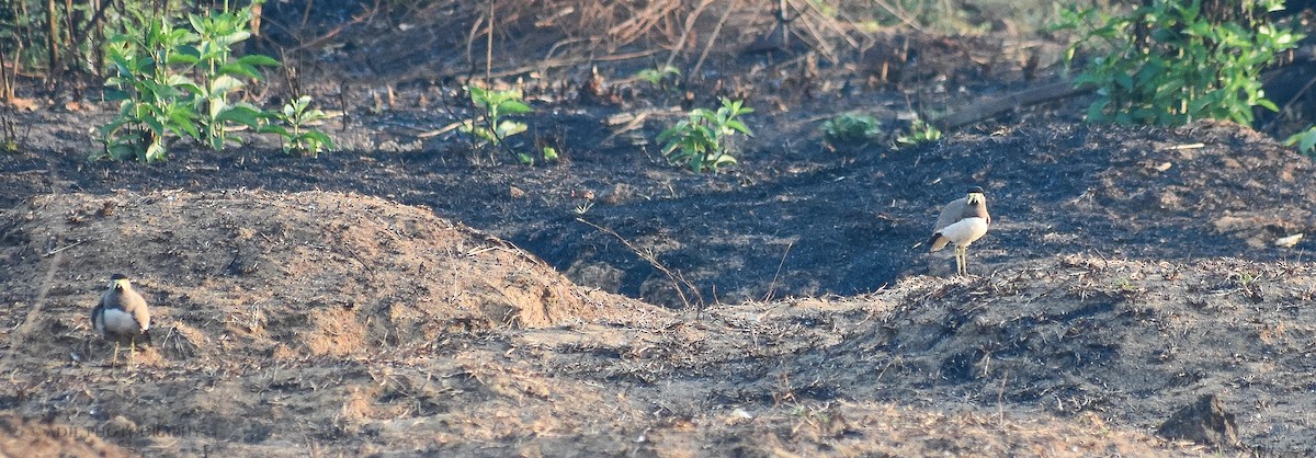 Yellow-wattled Lapwing - Dr. ADIL A