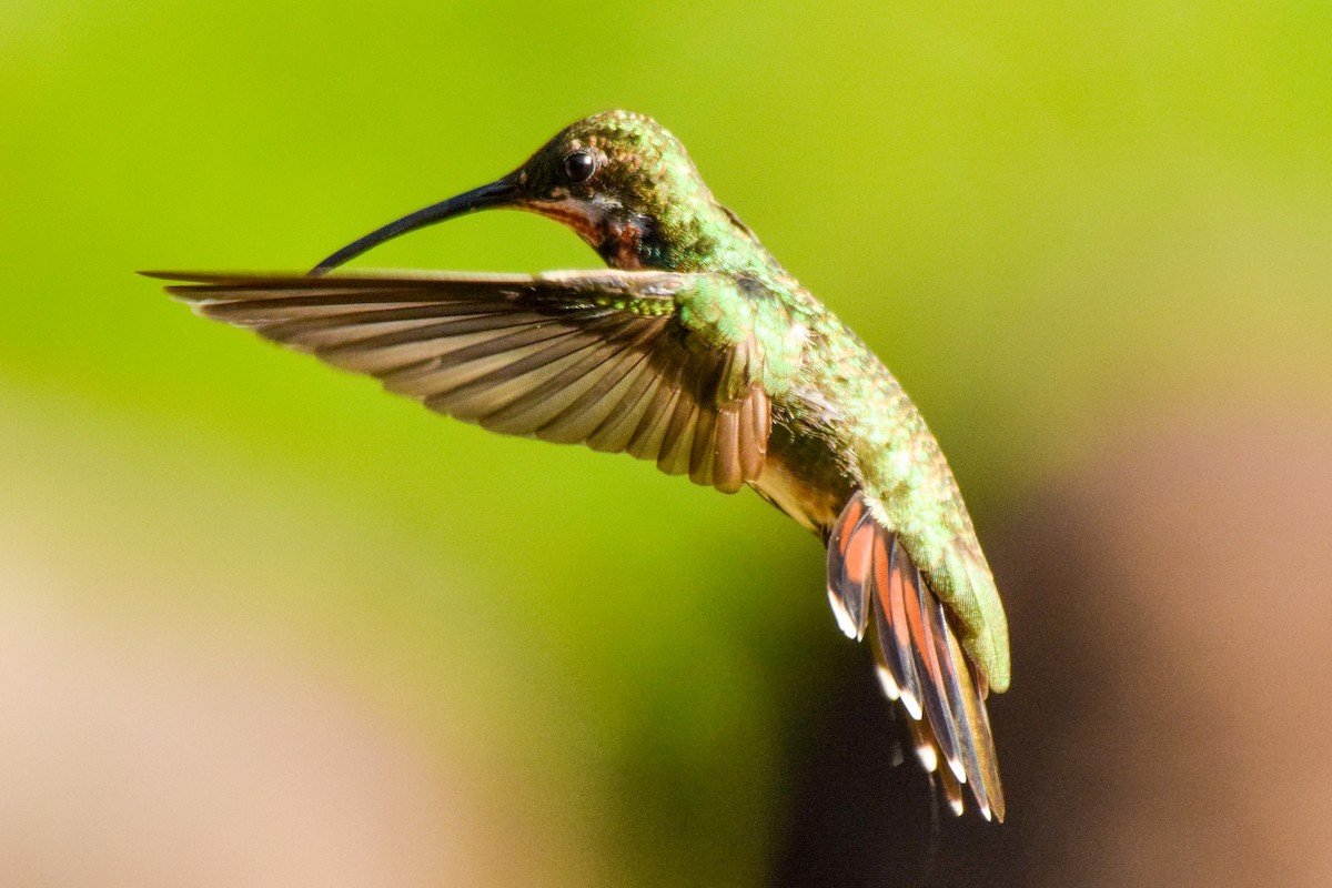 Veragua-Mangokolibri - ML212071291