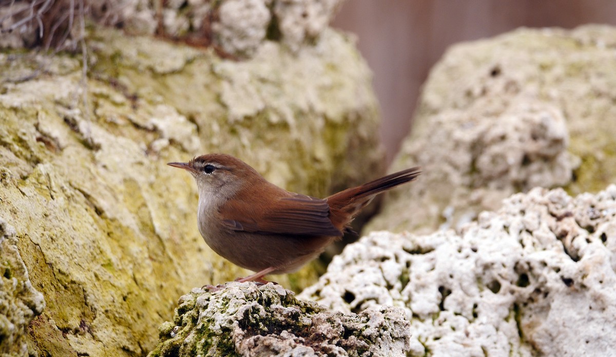 Cetti's Warbler - ML212071351