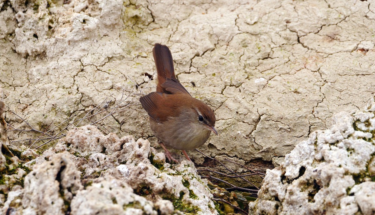 Cetti's Warbler - ML212071361