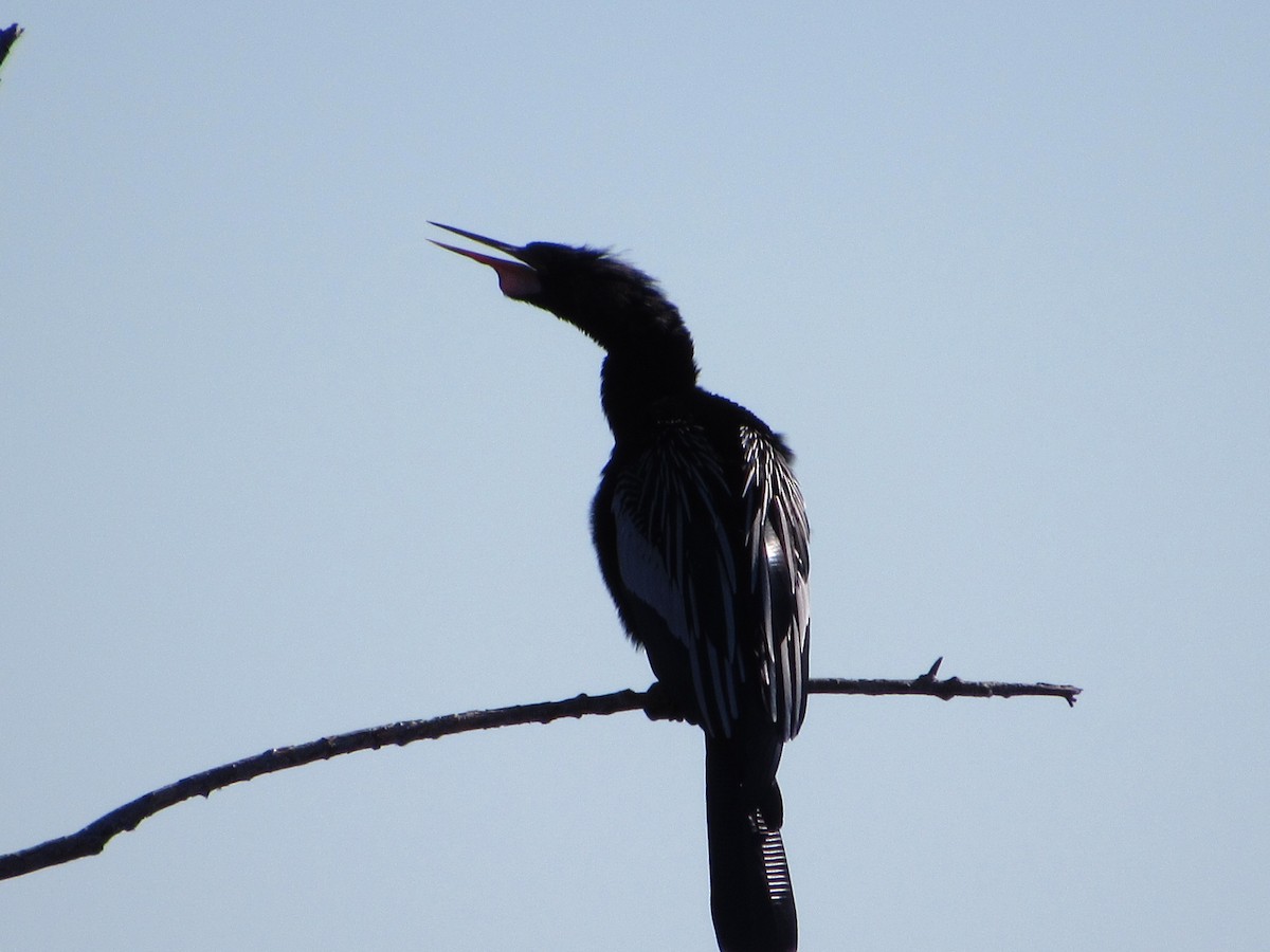 Anhinga Americana - ML212071481