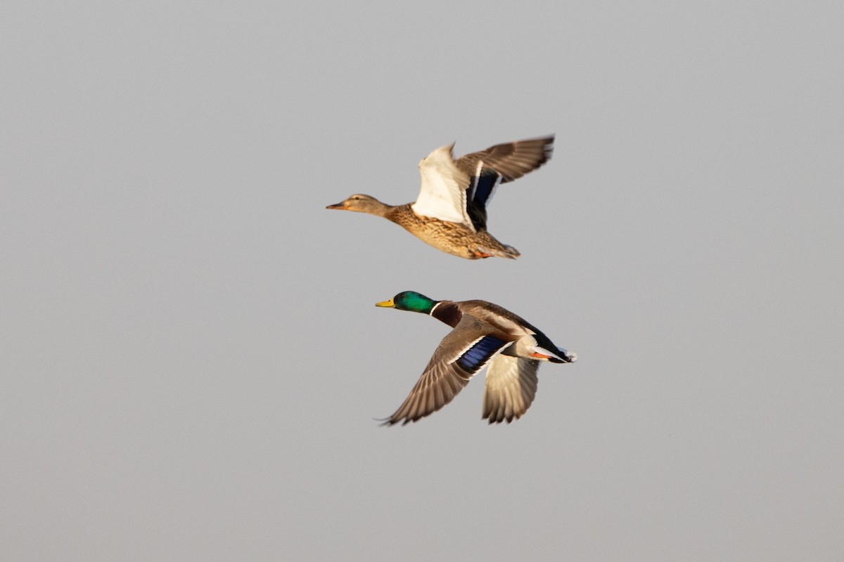 Mallard - ML212071761