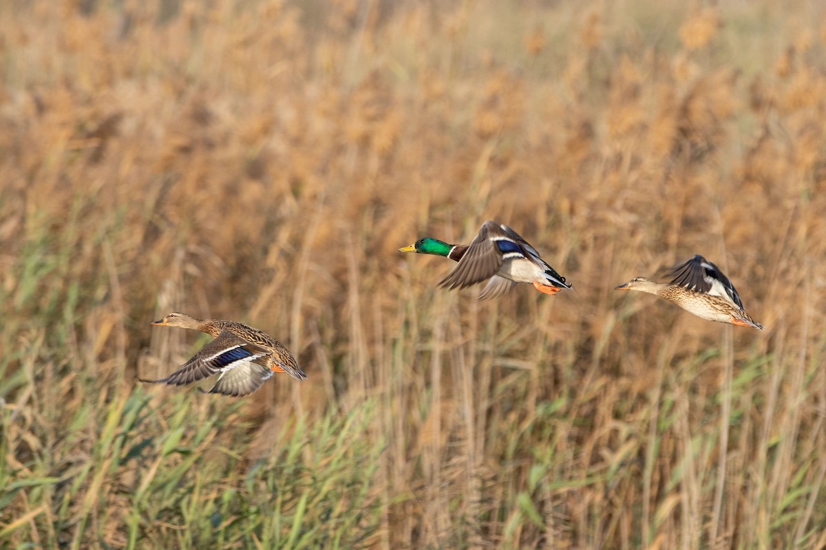 Mallard - ML212071781