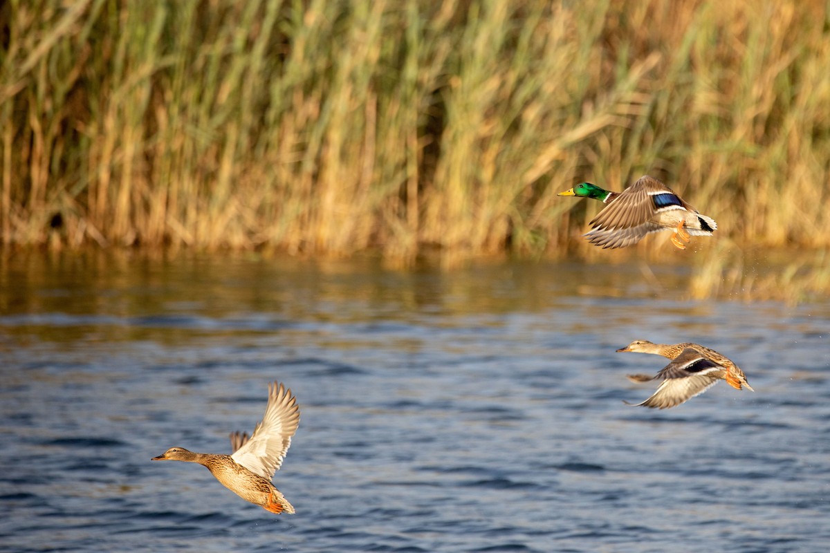 Mallard - ML212071791