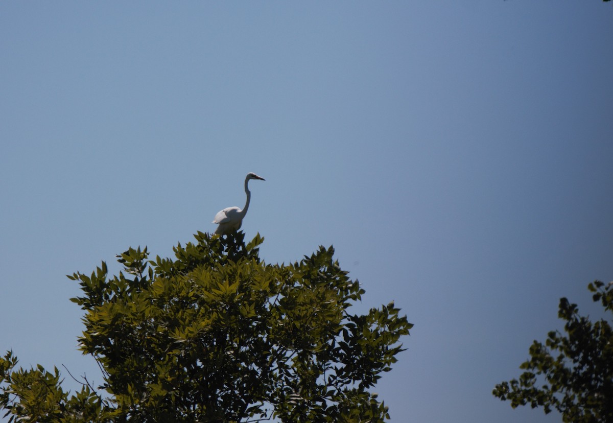 Great Egret - ML212073111