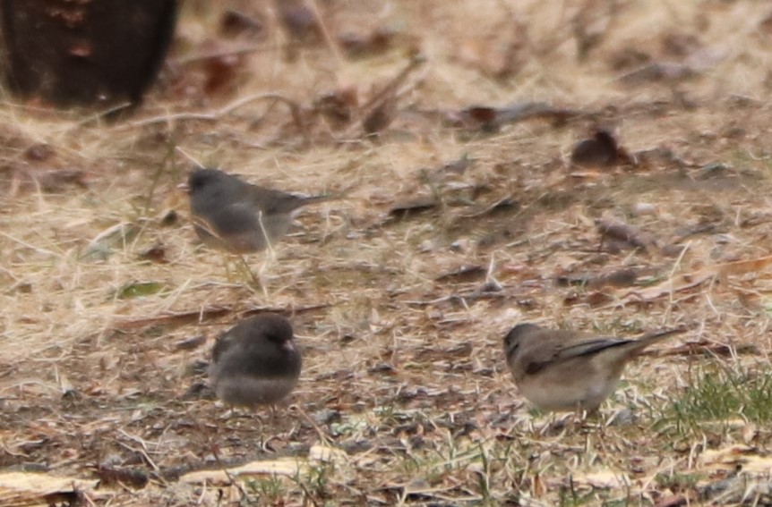 Dark-eyed Junco - ML212073671