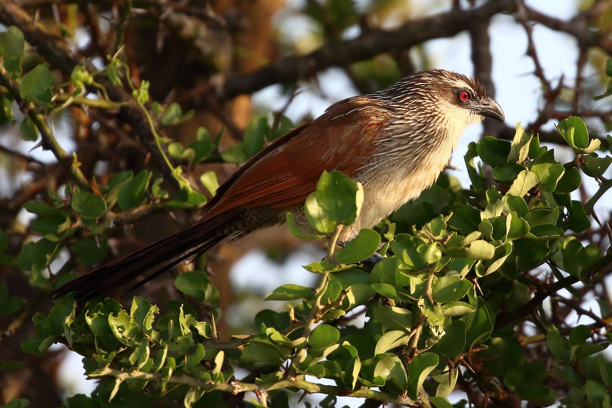 White-browed Coucal - ML212073911